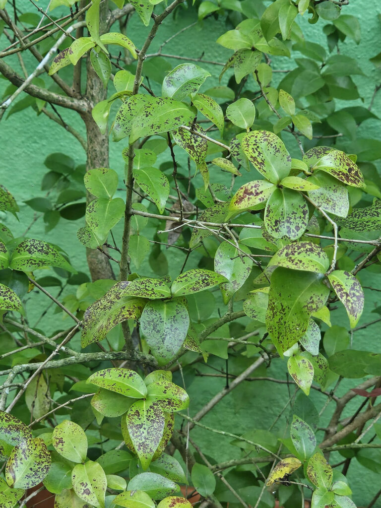 El árbol de pitanga comienza a mostrar manchas en sus hojas desde el comienzo de operaciones de la asfaltera en Bayamón.