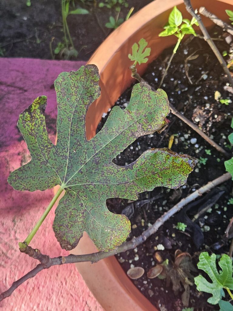 Higo con manchas de quemazón